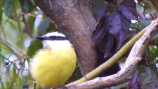 Great Kiskadee, Rondeau PP; September 8, 2018; Lucio Fazio