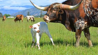 Texas Longhorn Bull Iron Willed