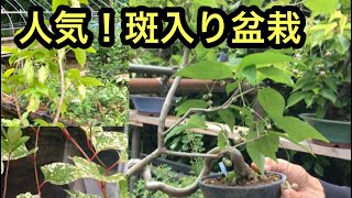 【種類豊富小品盆栽】食べれる盆栽ある？・桑盆栽・ツリバナ盆栽・かなしで盆栽・梅擬盆栽・グミ盆栽・ロウヤガキ盆栽・矢島清芳園＠盆栽タネ