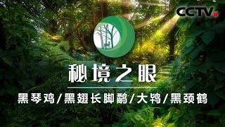 《秘境之眼》黑琴鸡/黑翅长脚鹬/大鸨/黑颈鹤 20200517 | CCTV