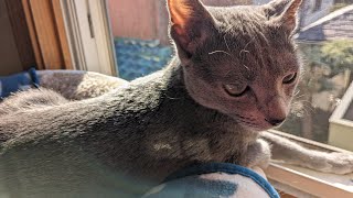 生後189日目 ロシアンブルー子猫    名前を紹介します。大きくなりました💕 My kitten's diary. Russian Blue