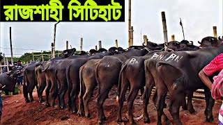 মহীষের দরদাম। ২৯/০৬/২০২২ বুধবার। #রাজশাহী_সিটিহাট। #cityhat