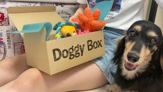 ドギーボックスを見た瞬間目を輝かせる犬【８月BOX】