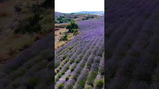 çekerek lavanta adası drone çekim..