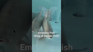 Empurau Fish