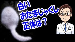 深海で見つかった白いおたまじゃくしの正体は？