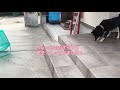 柴犬捕獲装置【週間琥太郎】