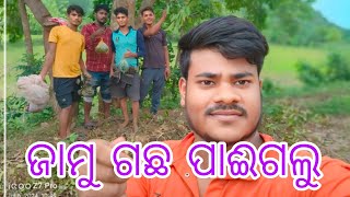 ସେସ ରେ ଜାମୁ ଗଛ ପାଇ ଗଲୁ 😋//Sesa re jamu gachha pae galu//@samir.pradan #friends