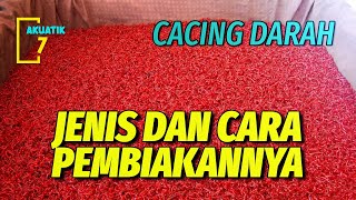 MENGENAL CACING DARAH, PAKAN BAGUS UNTUK SEGALA IKAN | AKUATIK7