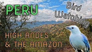 Bird Watching in the High Andes and the Amazon, Peru, South America