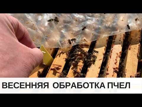 Весенняя обработка пчел от клеща