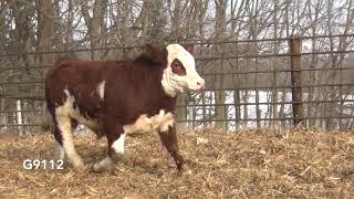 G9112 Brink Genetics' 2020 Fleckvieh Simmental Bull Sale