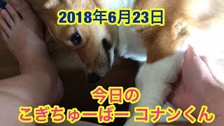 【コーギーの一日】2018年6月23日　こぎちゅーばー　子犬のコナン　CONAN's HAPPY DAYs