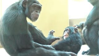 チンパンジー 家族はなかよし 1 Chimpanzee family is close. かわいい双子姉妹 Cute twin sisters カランコエ リュウ リキ Ryu Riki