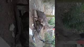 Emu Mating