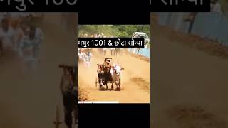 mathur 1001 \u0026 chota sonya tufhani fhera ambi murti fhati #mathur #sonya #viral #shorts