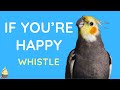 If You're Happy and You Know It Whistling 3 Hour - Cockatiel Singing Training