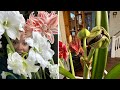 How To Pollinate an Amaryllis Flower and Produce Seed Pods // How to Propagate Amaryllis from Seed