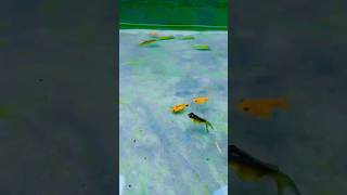 fish under water #fishingvideo #fishlovers #fishspecies #fishtv #freshwaterfish #goldfish