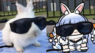 Random pekora rabbit 3 | Animal hololive