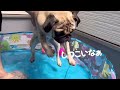 【パグ】おうちプールやってみた【pug】