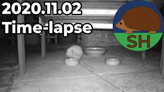 Somerset Hedgehogs 2020.11.02 Time-lapse