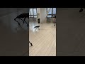 Real Dog Doesn't Like Robot Dog || ViralHog