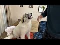 ルンルンの新しい敷物を持ち出して逃げ回るベルです　great pyrenees　グレートピレニーズ