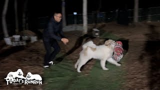 ルンルンの新しい敷物を持ち出して逃げ回るベルです　Great Pyrenees　グレートピレニーズ