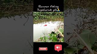 village man catch a hook fishing🎣 in big lotus pond #fish​ #fish_video​ #fishing_videos​ #fishing​