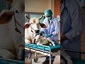 the cow gave birth to a baby ytshorts trendingshorts aivideo aianimals aishorts