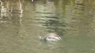 カイツブリの潜水・スロー映像