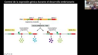 Generalidades de la Expresión Génica