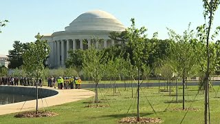 People walk along rebuilt Tidal Basin seawall and new cherry trees after rehab | NBC4 Washington