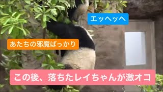 レイちゃん、木からシャオくんに落とされ激おこ　2023.05.11  Cute panda twins