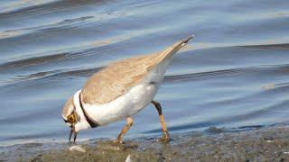 コチドリ little ringed plover  ⚠️風音注意