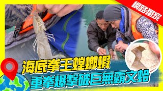 【越南】海底拳王螳螂蝦 重拳爆擊破巨無霸文蛤｜《世界第一等》621集濃縮精華版 #世界該去哪