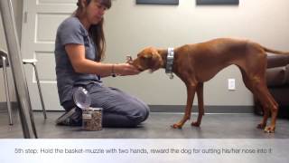 Desensitization to a basket-muzzle