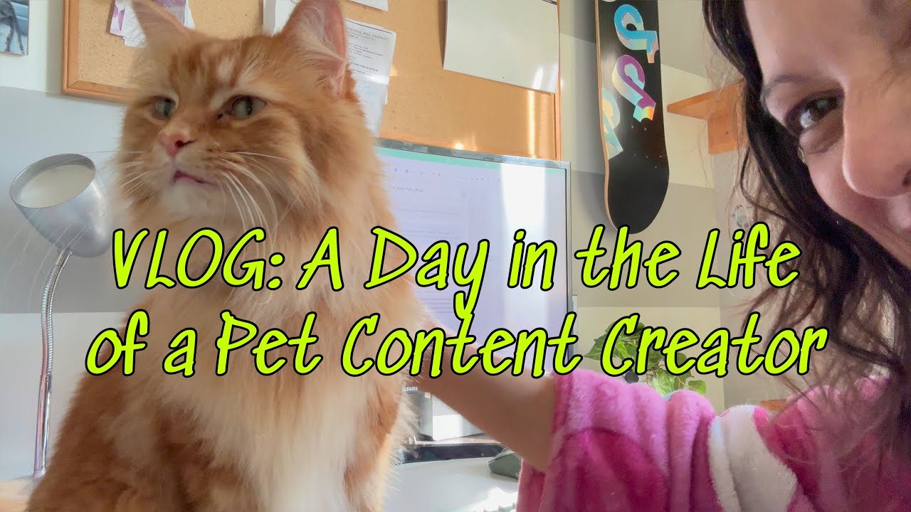 Vlog A Day In The Life Of A Pet Content Creator 4k Youtube
