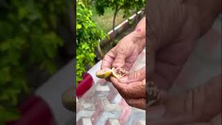 #almond#badam#tree#punjabi#pindawale#viral#youtubeshorts#plants#homegarden