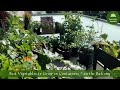 Best Vegetables to Grow in Containers / on the Balcony | What to Grow on the Balcony