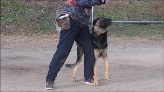 清水警察犬・家庭犬訓練所★シェパード　ボクシー動画