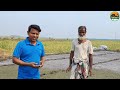 কাঁদা মাটিতে পেঁয়াজের বীজ বপণ পদ্ধতি method of sowing onion seeds in wet soil