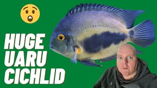 RAINBOW CICHLIDS AND THE BIGGEST UARU I HAVE EVER SEEN