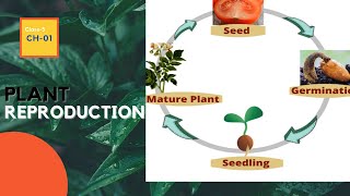 Plant Reproduction | CBSE | Class 5 | chapter 1| by Tapan Sir