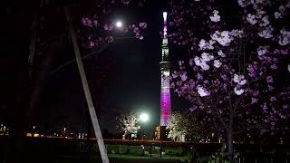 満月　Full moon　フルムーン　☆　八重桜　隅田公園　2023　4月6日　Sumida Park　🌸　Skytree Light up Sakura　♬　東京スカイツリー　ライトアップ　桜