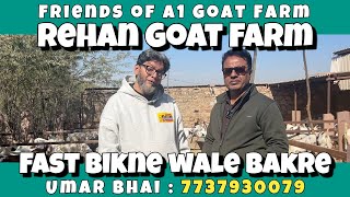 Rehan Goat Farm Fast Bikne Wale Bakre | Best Bakra Farm | Bakrid Goat Farm | Nayyar Farm