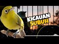 Kicauan Kecial Kuning Waktu Subuh 2X Lebih Cepat Direspon Untuk Kecial Malas Bunyi | PEPADU KECIAL