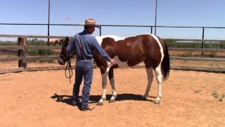 Dale Fredricks Horse Training - Groundwork for leg yield, turns on forehand and hindquarters