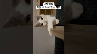 자다가 일어난 귀여운 고양이 #cats #cutestcat